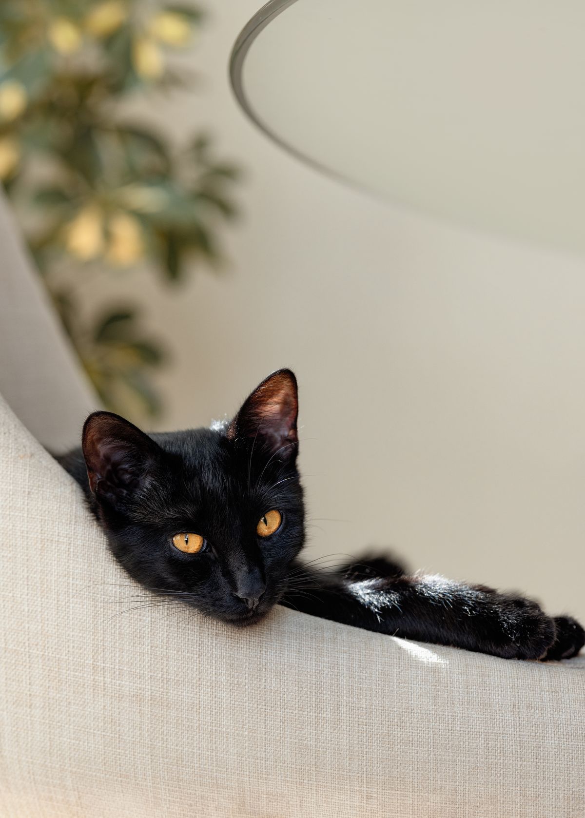 黒猫くろまめ