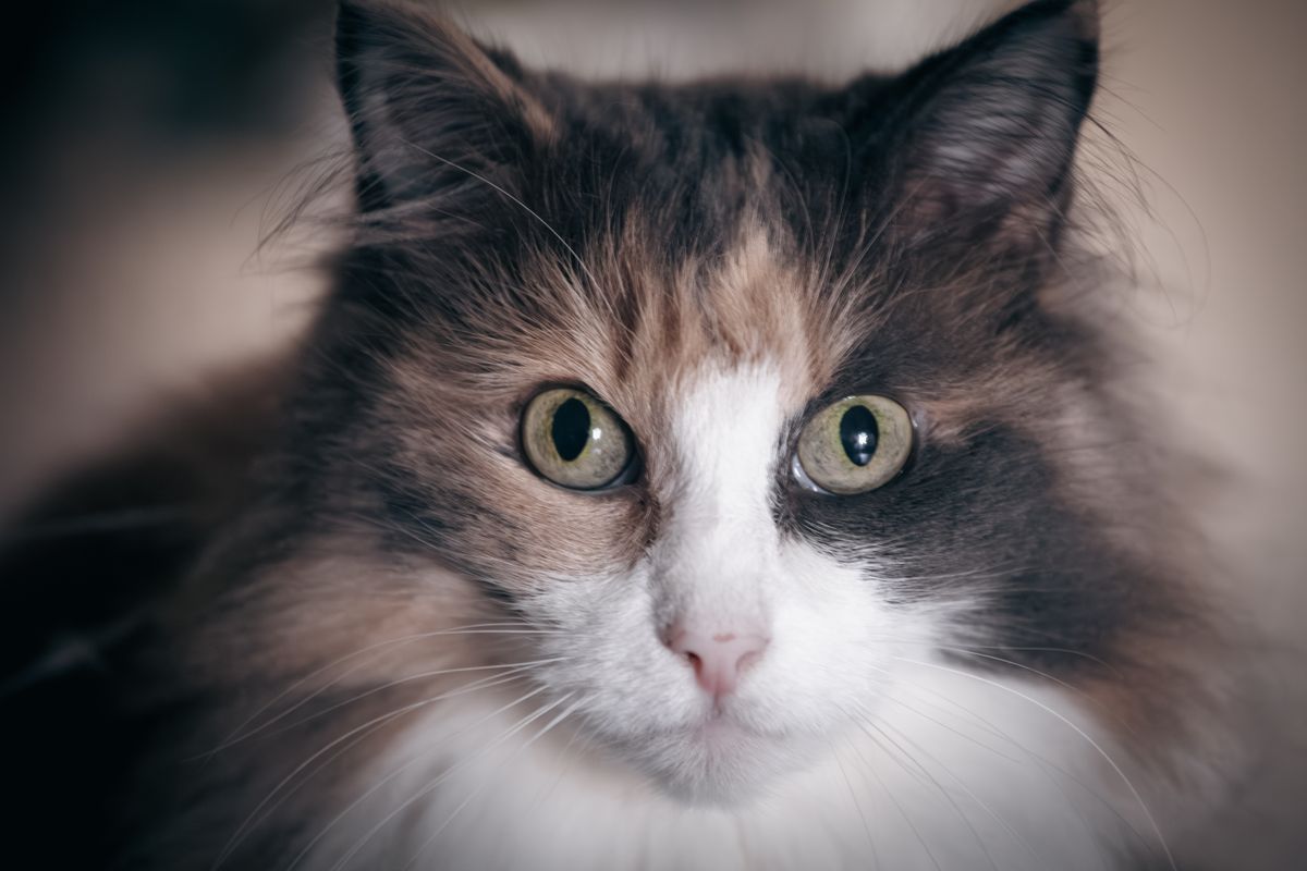 三毛猫みけ
