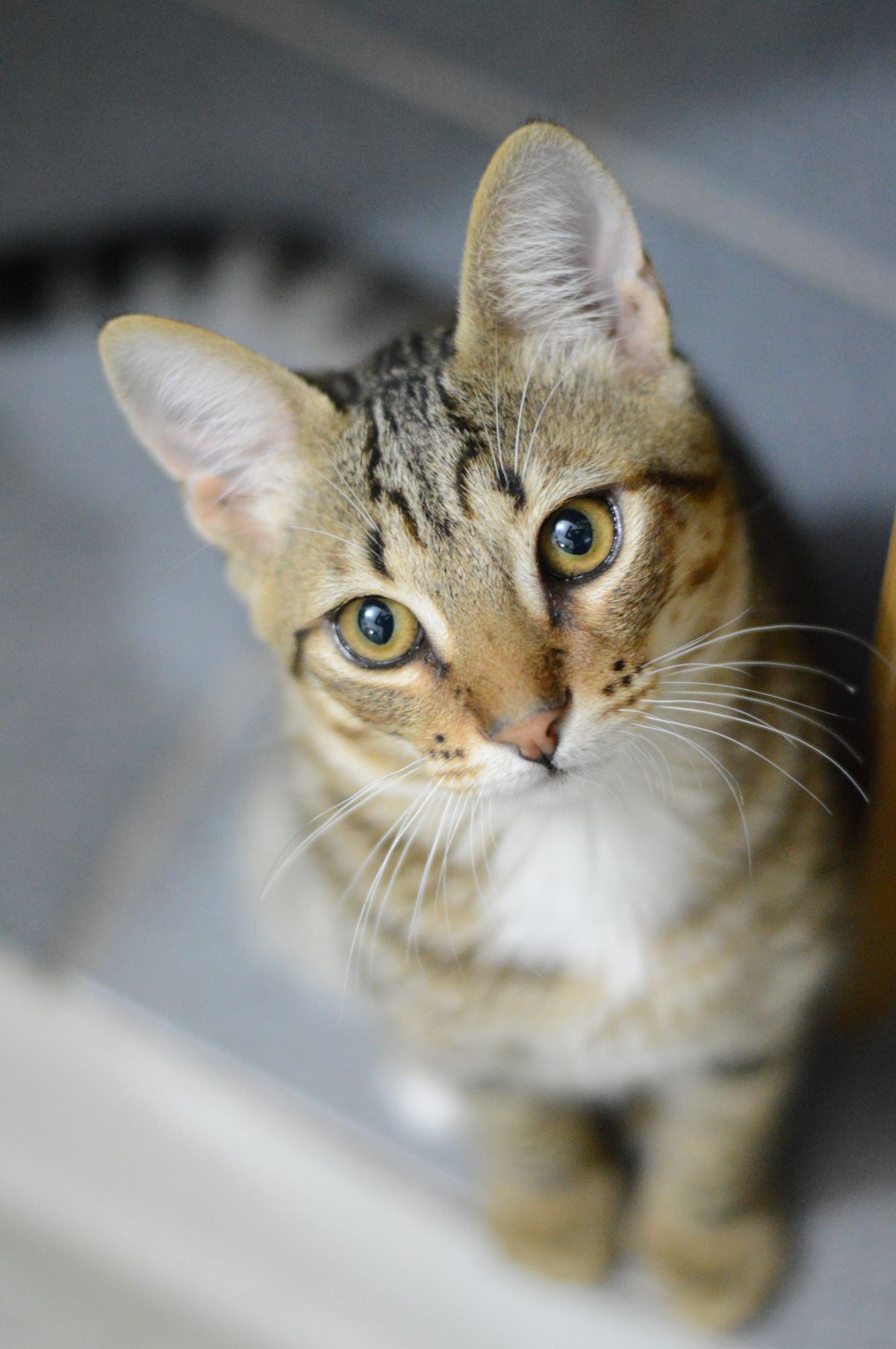 キジトラの子猫ちゃちゃ