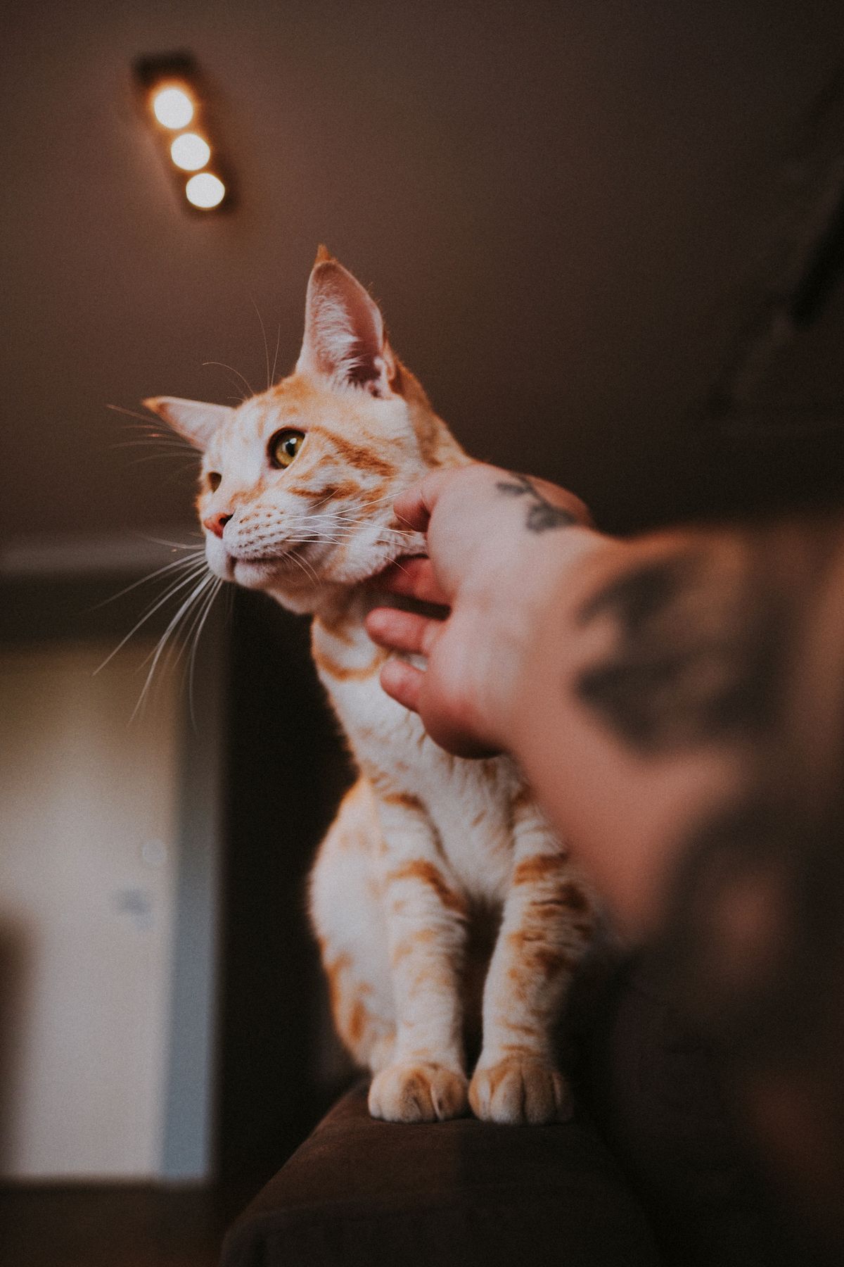 猫を撫でるお客様の手