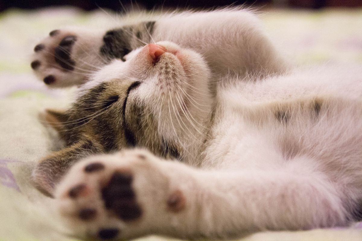 お昼寝中の子猫